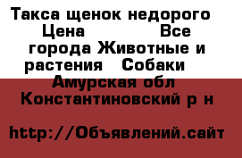 Такса щенок недорого › Цена ­ 15 000 - Все города Животные и растения » Собаки   . Амурская обл.,Константиновский р-н